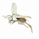 flying scarab beetle
