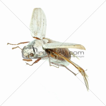 flying scarab beetle