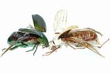 two scarab beetle 