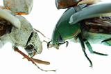 two scarab beetle 