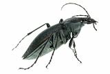 insect ground beetle