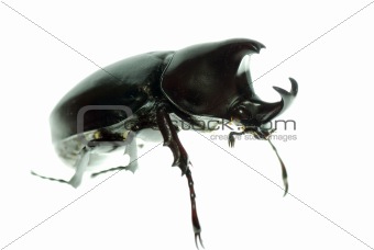 black rhino beetle 