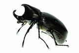 rhino hercules  beetle 