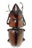 insect stag beetle