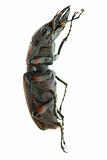 insect stag beetle