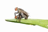 mating fly insect isolated