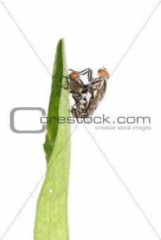 mating fly insect isolated