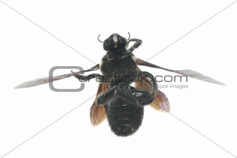 bombus bee