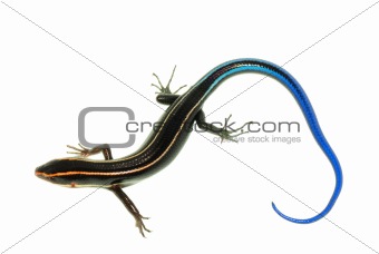 blue tail skink lizard