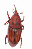 weevil snout beetle