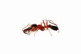 ant mimic spider myrmarachne