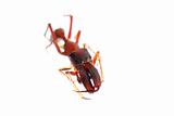 ant mimic spider myrmarachne