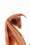 praying mantis head macro