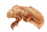 cicada molt isolated