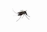 mosquito isolated