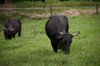 Oxen in Costa Rica