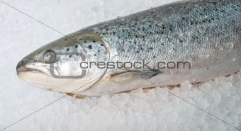 coolled fresh bright trout 