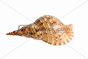 sea shell 