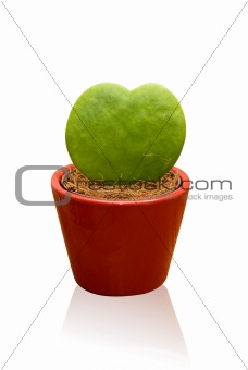 heart shaped cactus