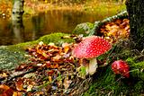  Amanita poisonous mushroom