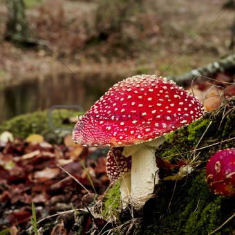  Amanita poisonous mushroom