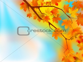 Autumn leaves background in a sunny day.