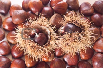 chestnut burs