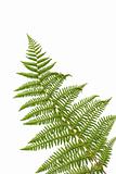 Fern leaf 