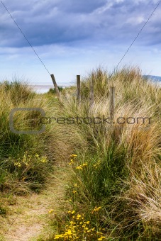 Dunes and grass