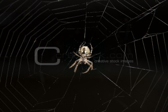Spider hanging