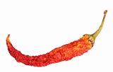 Single red dry chilli-pepper