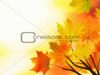 Multi colored fall maple leaves background.
