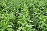 Tobacco farming
