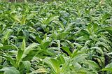Tobacco farming