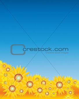 sunflowers and sky