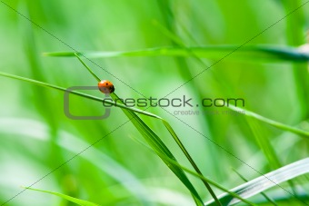 Little ladybug 