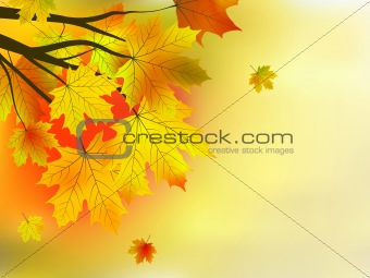 Autumn leaves, very shallow focus.