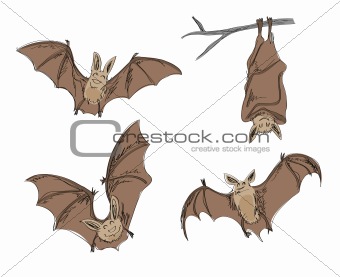 bat sketch
