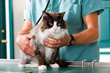 Cat Check-Up