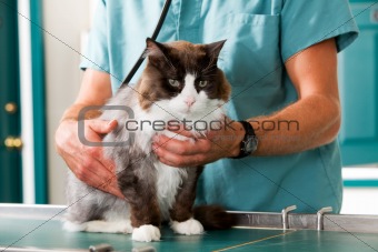 Cat Check-Up