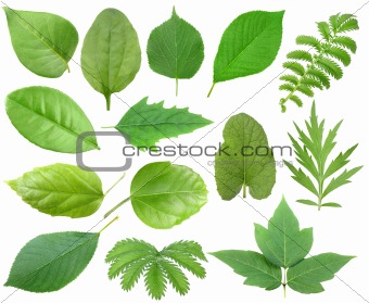 Set of green leaf
