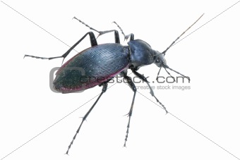 insect ground beetle