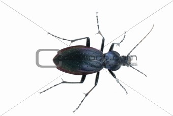 ground beetle insect