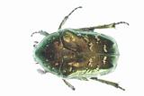 green insect beetle 