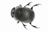 insect dung beetle 