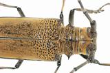 insect mulberry borer beetle