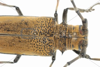 insect mulberry borer beetle