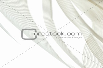 feather abstract background