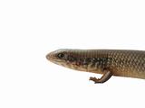 reptile animal lizard isolated in white