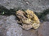 toad mating sex